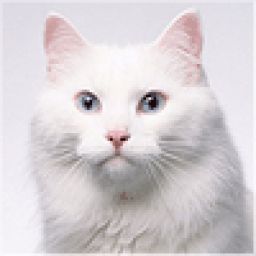 zdszwl